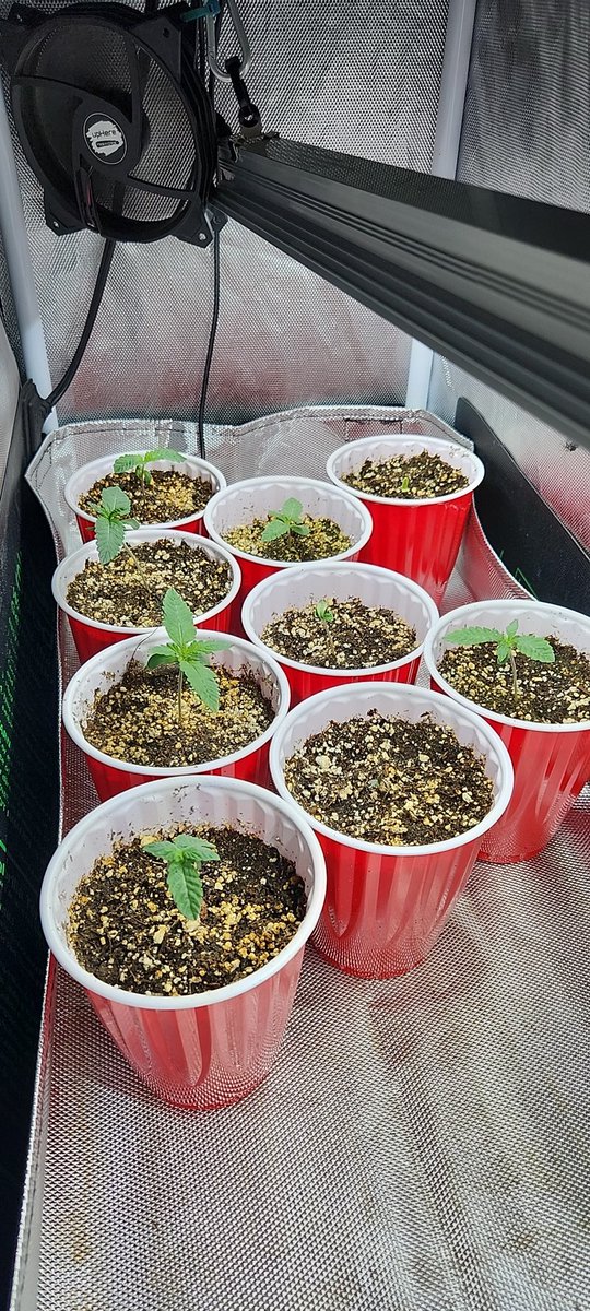 Little peak into the cycle of life I got going on. 
Starting 3 new strains from seed 
3 royal sour (Royal kushxNYSD)
3 Apple and Banana 
3 lime jarritos x dark rainbow 

5 Dark rainbow in week 1 of flower 
2 new mother plants  of Dark rainbow #4 #5 phenos 
$pndc #weed #legalweed