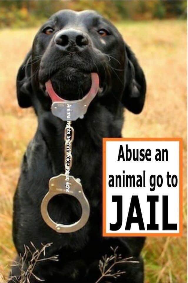AdoptionsUk's tweet image. Please sign and retweet my petition,  I'm asking for custodial sentences for animal cruelty, an end to unscrupulous breeding and dogs being killed in council pounds. I need 10,000 signatures before 21 Feb to get a response from @RishiSunak 
PLEASE SIGN HERE, TAKES SECONDS  👇