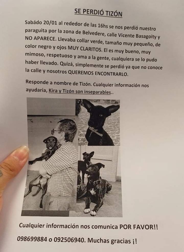 BelvedereGatos's tweet photo. Amigos si pueden compartir 🙌 se perdio este perro, hay telefono por cualquier informacion!!. Gracias 🤞🐶🤞 https://t.co/0IPnZqO1gF