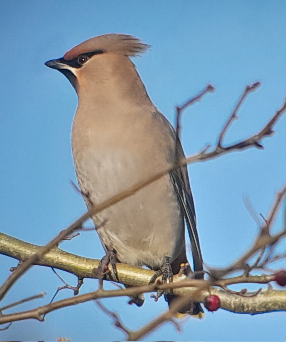Wicklow Nature tweet media