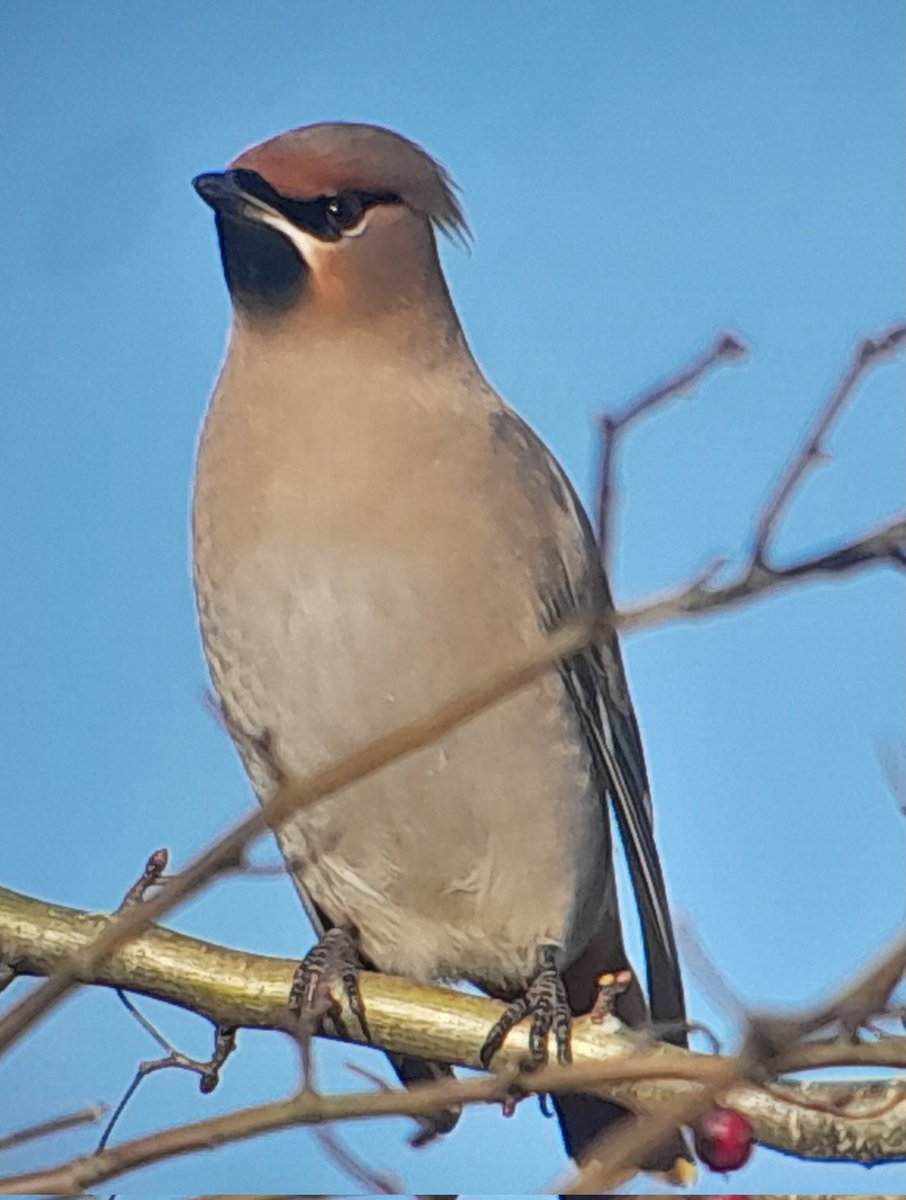 I've stayed away from X, pretty much since it became X! I preferred Twitter!

However, the sight of these Waxwings in Wicklow today made me rethink the benefits of sharing with people. After all, sharing is a positive trait.... no matter by what medium.

16 Lovely waxwings!