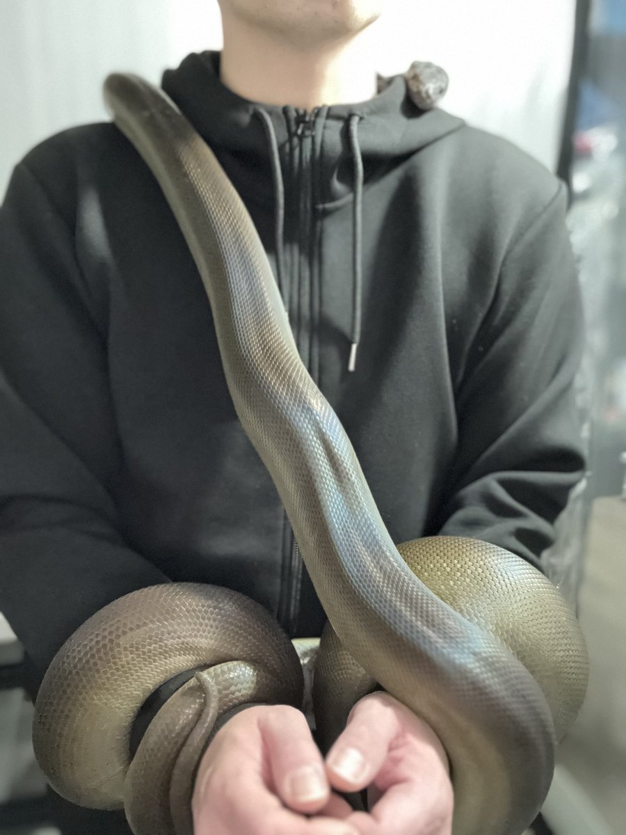 ⚖️ 𝔞𝔫𝔲𝔟𝔦𝔰 ⚖️ 🐍九州パプアン會🐍 tweet media