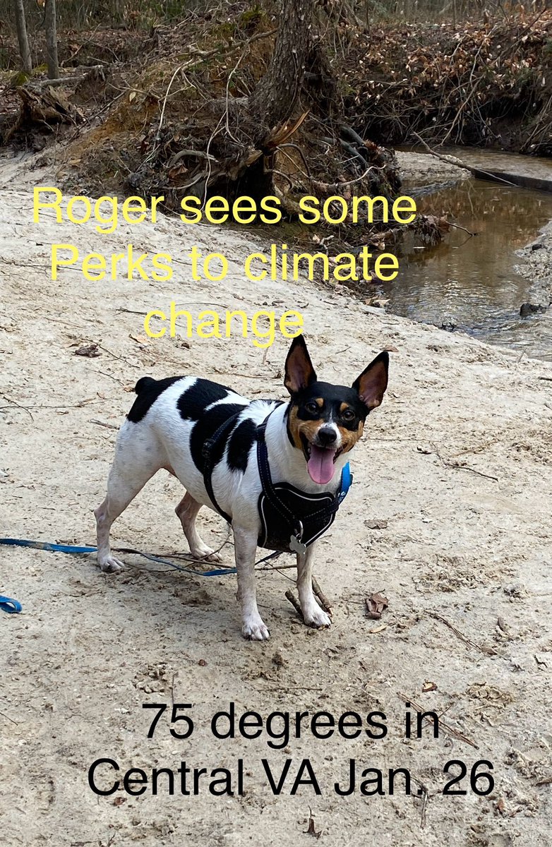 Happy Dog