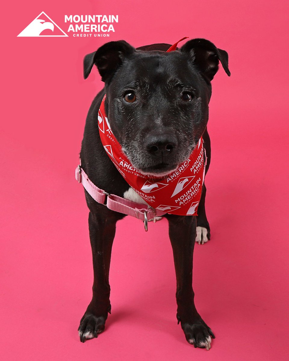 You'd be hard-pressed to find a star quite like Stella! ⭐️ Our @MountainAmerica Pet of the Week, Stella, is a splendid senior pup who always has a wiggle and a smile for her friends 🦋 Bask in the radiant glow of Stella today at HSU. Learn more at utahhumane.org/adopt 💫