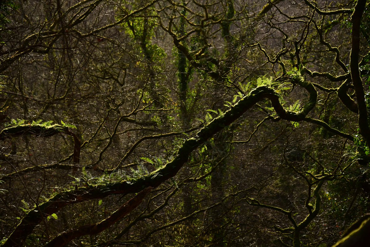 A day in the rainforest. Every surface dripping with life.