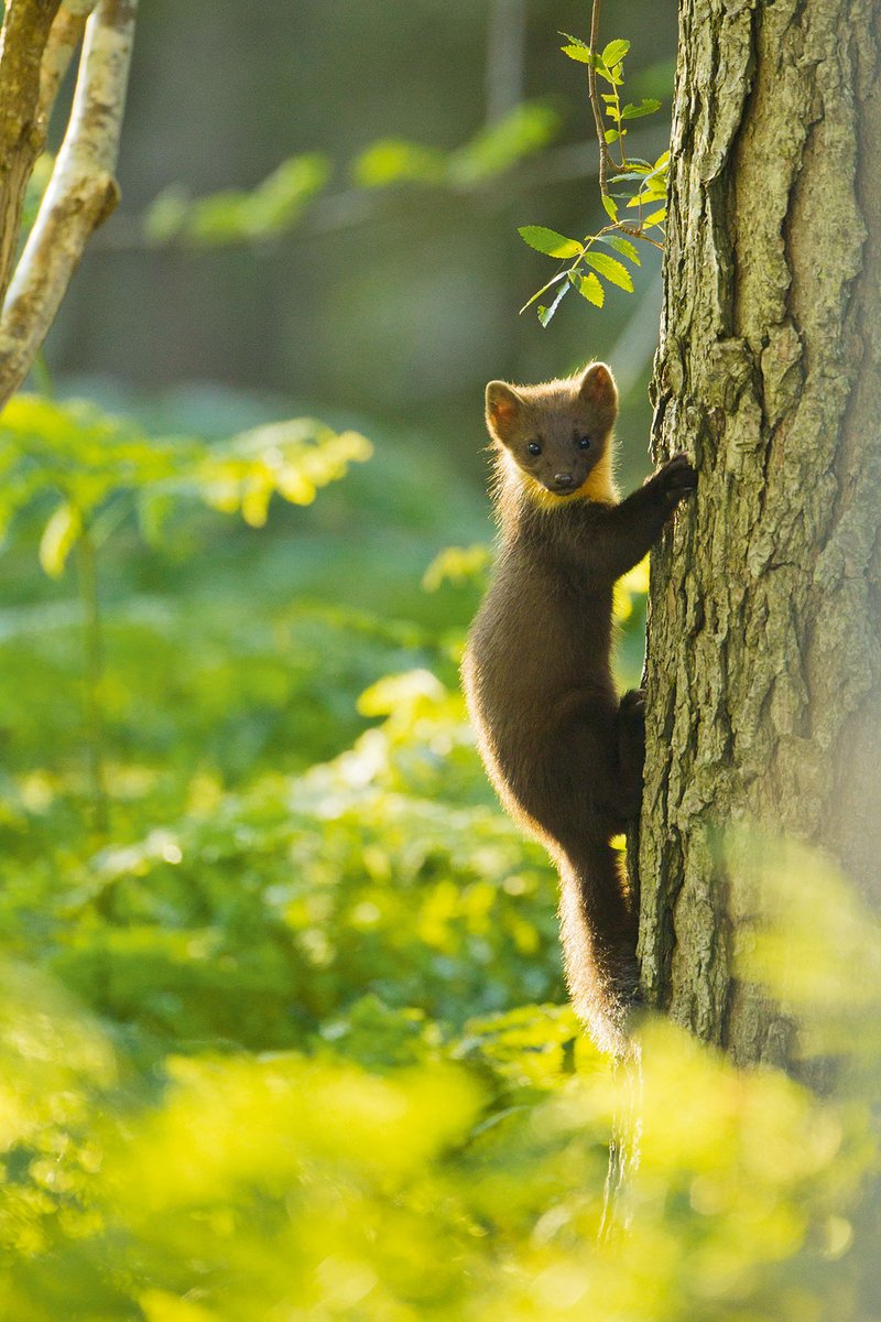 "The judgment made for difficult reading. In several areas we fell very short. [...] Research &amp; academic debate are the life blood of universities."

We agree! Incredibly pleased <a href="/JoPhoenix1/">Prof Jo Phoenix</a> won't have to go through an appeal!
Pine martens for everyone 🦦

ounews.co/around-ou/ou-s…