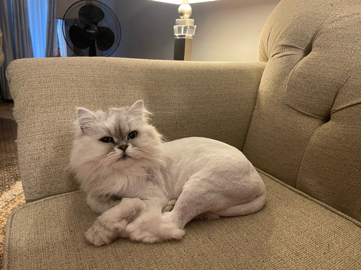 Muezza was in earlier this week for a Lion Cut.  She wasn't sure she wanted to be our friend (poor girl was really scared) but we think she sure looks gorgeous!  Do you agree?