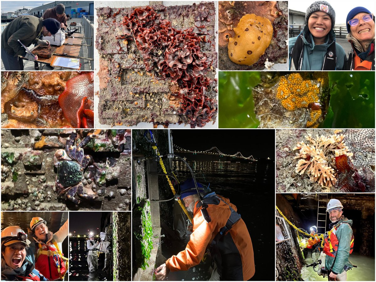 It’s #FlashbackFriday! 😄 The #LivingSeawall team wrapped up winter data collection in December with a series of late night, low tide surveys. Low temps in #SFBay brought some changes to our tiles including shifts in species dominance and diversity. #SERCWest #FieldWorkFriday