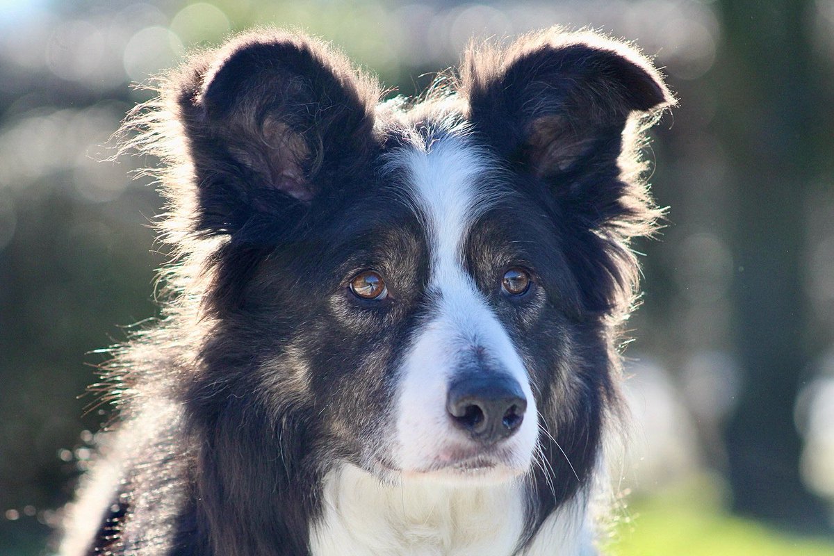 Stunning Roy always poses so beautifully for the camera 🐾 a wonderful soul with a very sweet face 🐾 
#dogrescue #bordercollie #sanctuarydog #rescuedog #cute