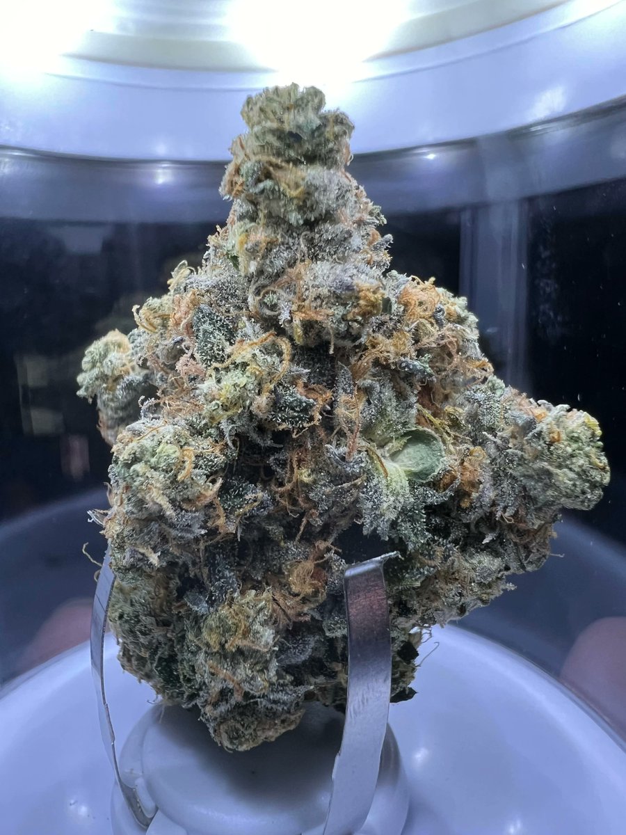 🌿 Elevate your winter experience with our newest flowthrough products and exclusive winter drops! ❄️✨ Explore the chill vibes and enhance your cannabis journey. Limited quantities, so don't miss out! 🍃🔥 

More here:
montrosecannabis.ca/product-catego…

#CannabisCulture #420Life