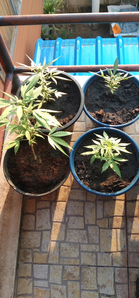 OutbackAnd's tweet image. The balcony ladies soaking up the early morning rays 🌄