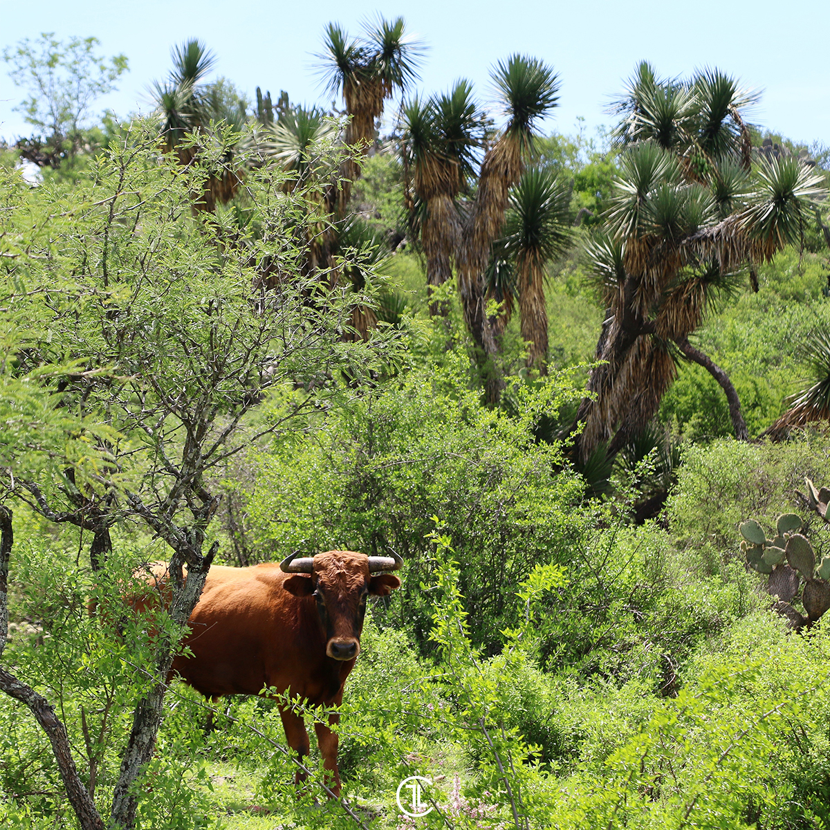 La crianza del toro de lidia impulsa la demanda de servicios veterinarios, alimentación animal y otros sectores relacionados. 🐾🌾

Ganadería Jaral de Peñas
@jaraltoros
@juventudtaurinamexicana

#sialostoros #campobravomexicano #torobravo #ecologia #medioambiente #sustentabilidad