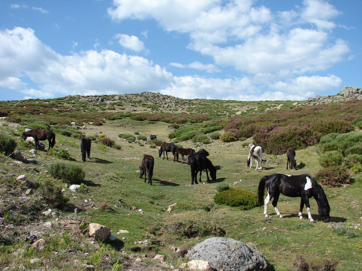 Ethology and horses

Ethology is the biological study of behavior. Particularly, the study of animal behavior in relation to its natural environment. Optimally, in the case of horses, this would be the habitat where wild horses evolved. It is this habitat where horses are
