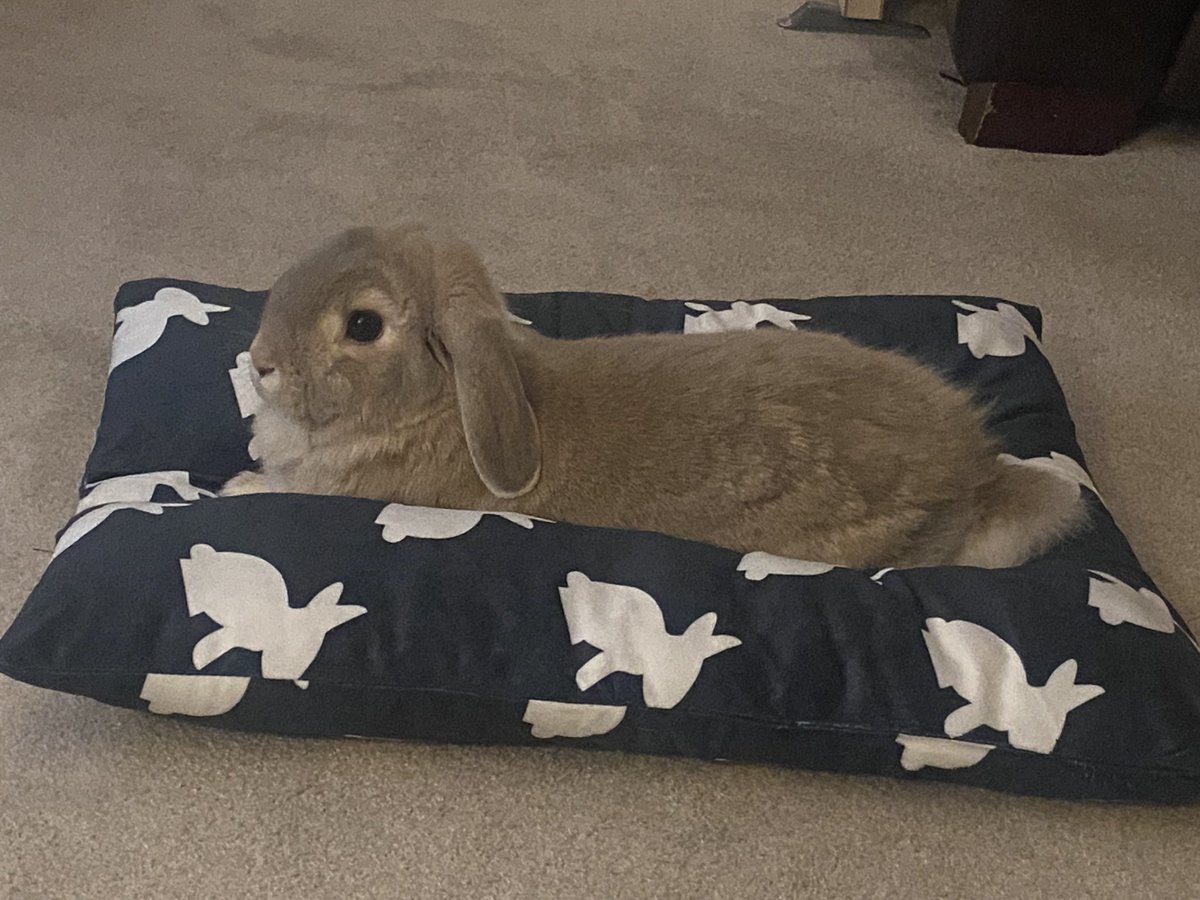 solohuxx's tweet photo. comfy baby 💕 https://t.co/6LnuPPFgjJ