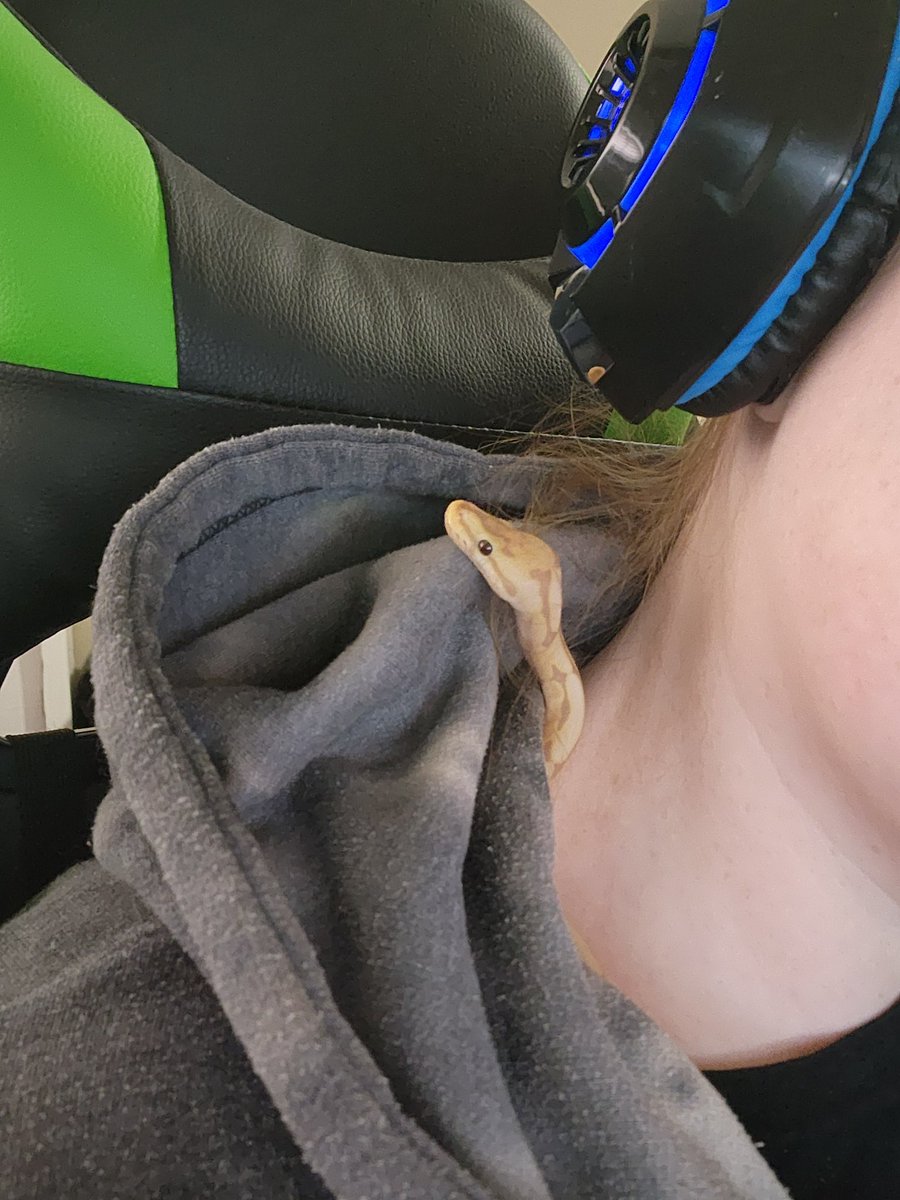 squeakybb's tweet photo. Maggie doin' explore. https://t.co/I0ISWYoIMj