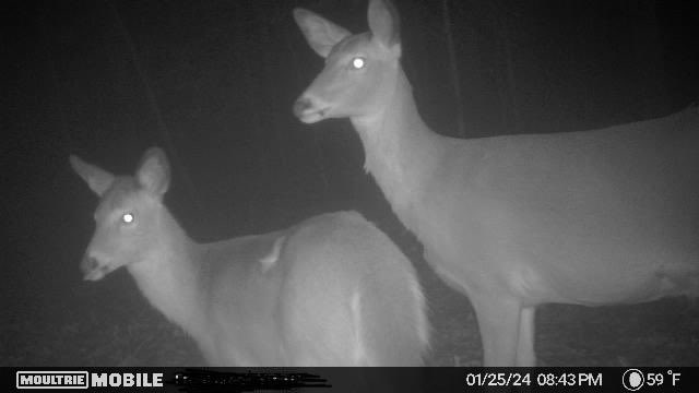 Pretty cool photo we got last night on the @MoultrieMobile 🦌 Love these cell cams!
•
•
#moultrie #moultriemobile #trailcam #trailcampics #doe #fawn #whitetaildeer #whitetail #deerhunter