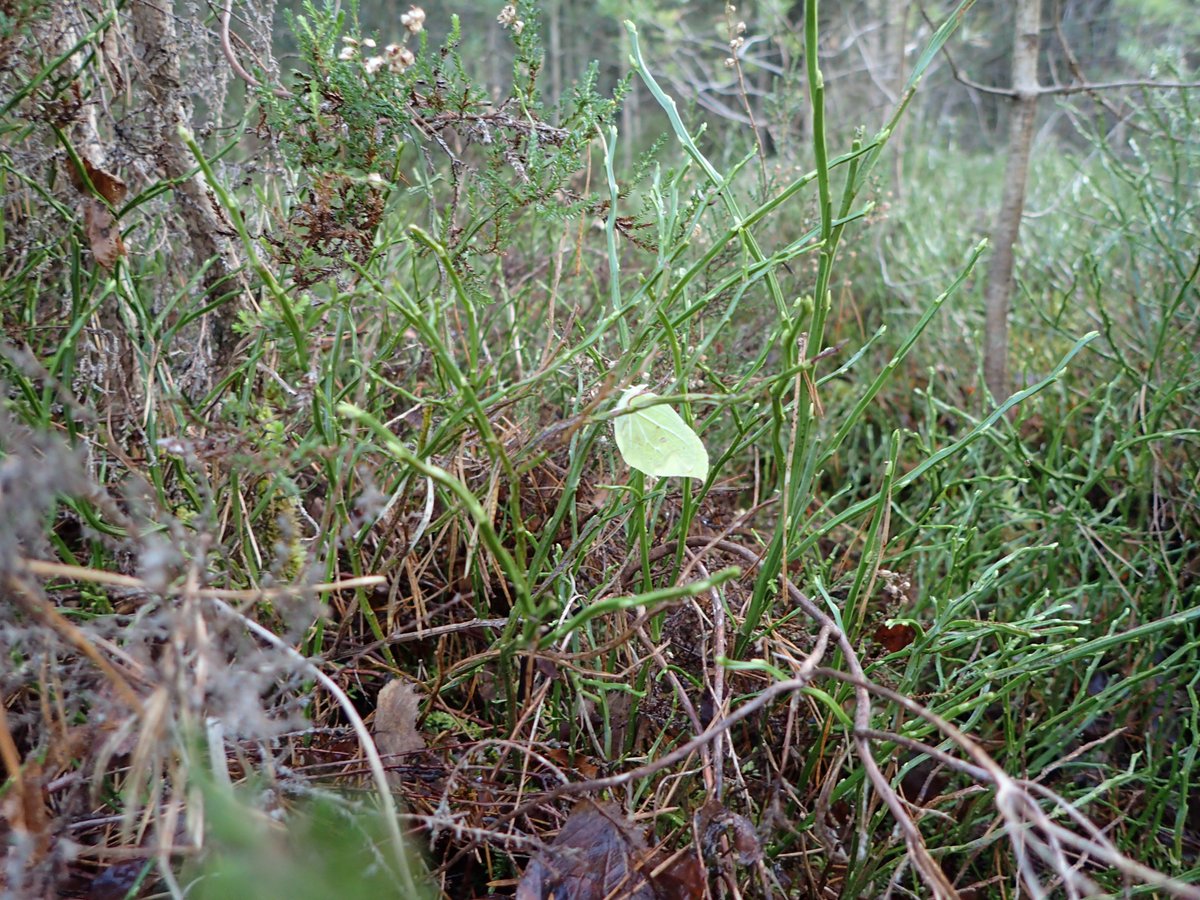 This seems an oddly open location for a Brimstone to hibernate but it was well and truly out for the count.
