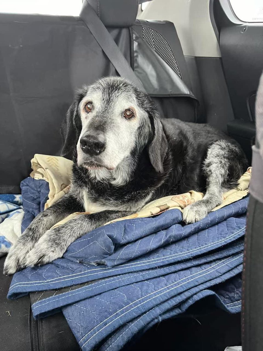 This is my dog Lucky. I will have had him for 16 years this June. I named him Lucky 15-1/2 years ago when I got him from the Forest County Humane Society because he was only there for 1 day when I adopted him. On Tuesday 1/23/24 I had to let him go. I am devastated but I know it