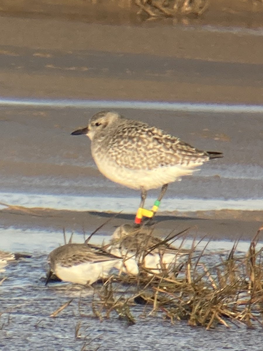 Hoylake…….Grey Plover off lifeboat station. 
Ringed on 08/09/2021, Dutch Wadden Sea as a 2CY bird. Was also seen Oct 2021 by Steve Hinde at Thurstason.