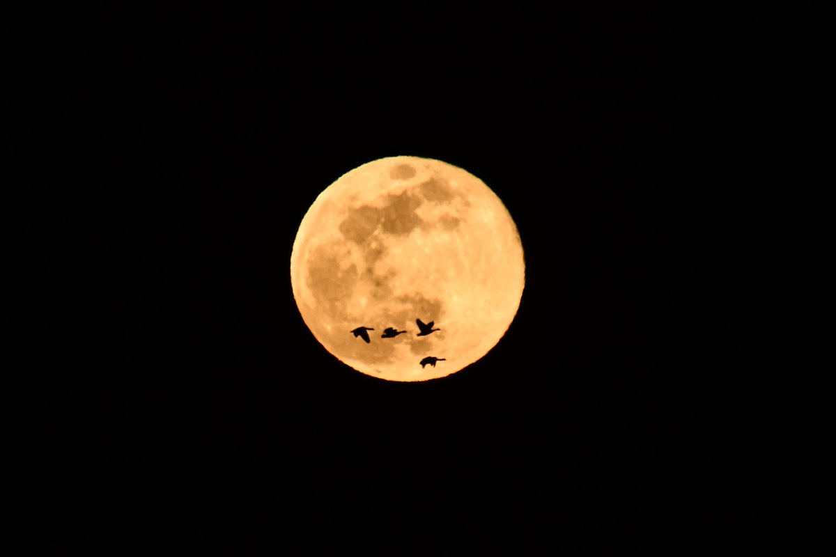 kaiography tweet media