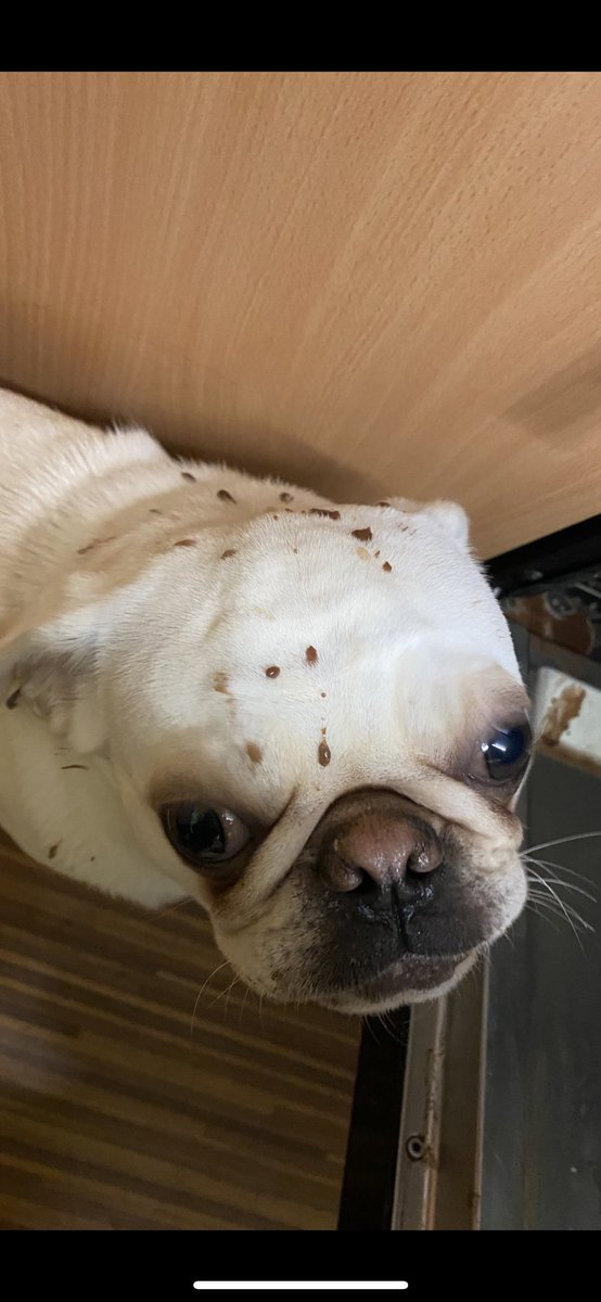 MadleeRage29's tweet photo. This is what a dickhead does said Mum? Now me I was in the dishwasher with my little white bonce under the mugs with hot choccy remnants in
Mum said summat about Dalmatian’s but me just a little white nosy puggy boy minding me own business #FuntimeFrankie #PugProblems ♥️🤪🙄 https://t.co/eyN5JiJcNz