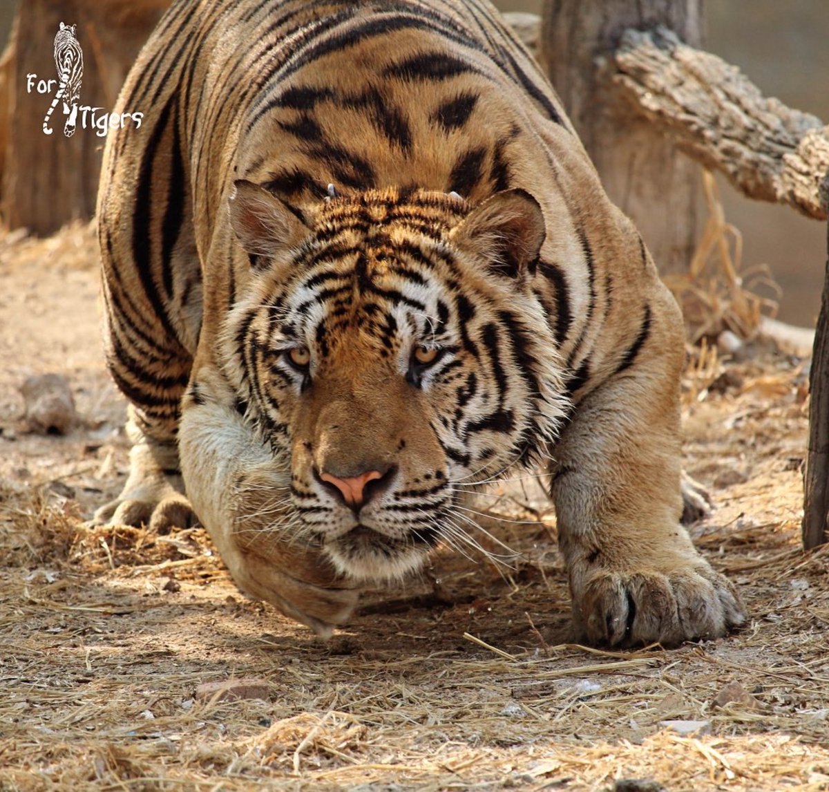 ForTigersOrg's tweet image. Fun Fact Friday: Tiger hunts have a success rate of only 10%! In captivity, #tigers can be encouraged to practice natural hunting, stalking and foraging behaviors through various enrichment techniques, such as the use of pulleys, feed poles and feeding boxes.

#AnimalWelfare