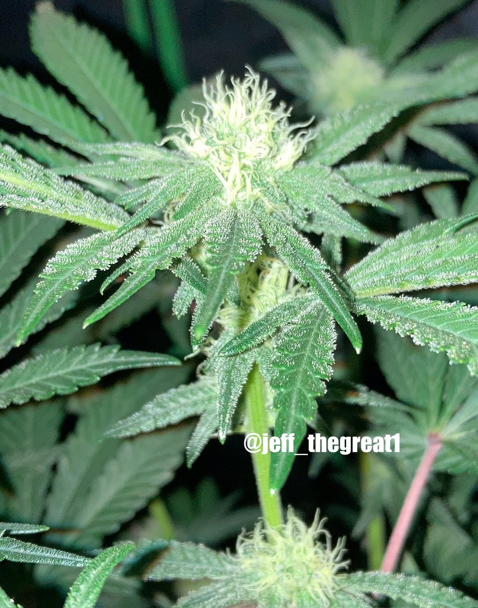 jeff_thegreat1's tweet photo. My #MonkeyMilk photo from Exotic Genetics. She only vegged for 30 days before the flip, sadly.
She’s quite a bit smaller then the rest but it’s ok cuz she’s still producing 😁
This lady and a few of her besties will be getting a Banana tea soak w/in the next week.
#Cannaland https://t.co/y96SlX6jKK