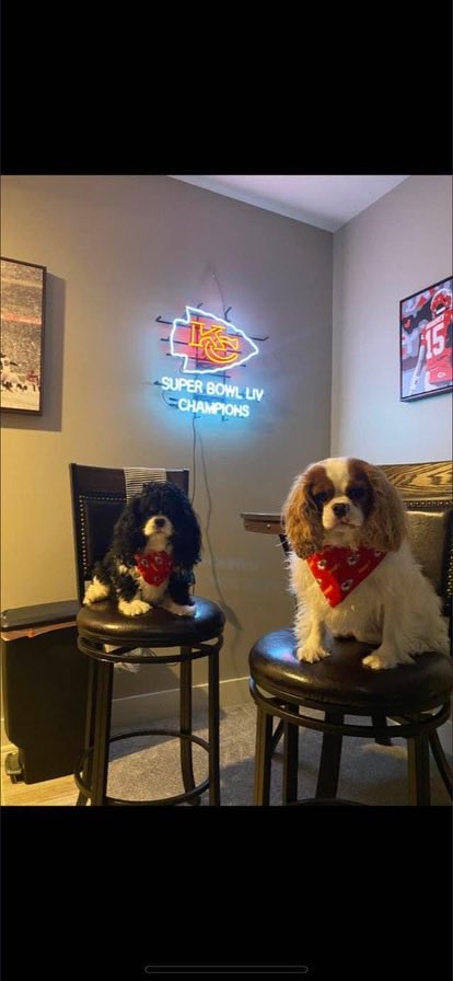 Corp Bucky and Beau reporting live from #ChiefsKingdom. We on RED ALERT for those sneeky #RavenZombies. We received report they might try a sneek attack and we gotta be ready. Might need backup #ZombieSquad!  Gotta pawtect the #ChiefsKingdom. Its our JOB!  #ZSHQ