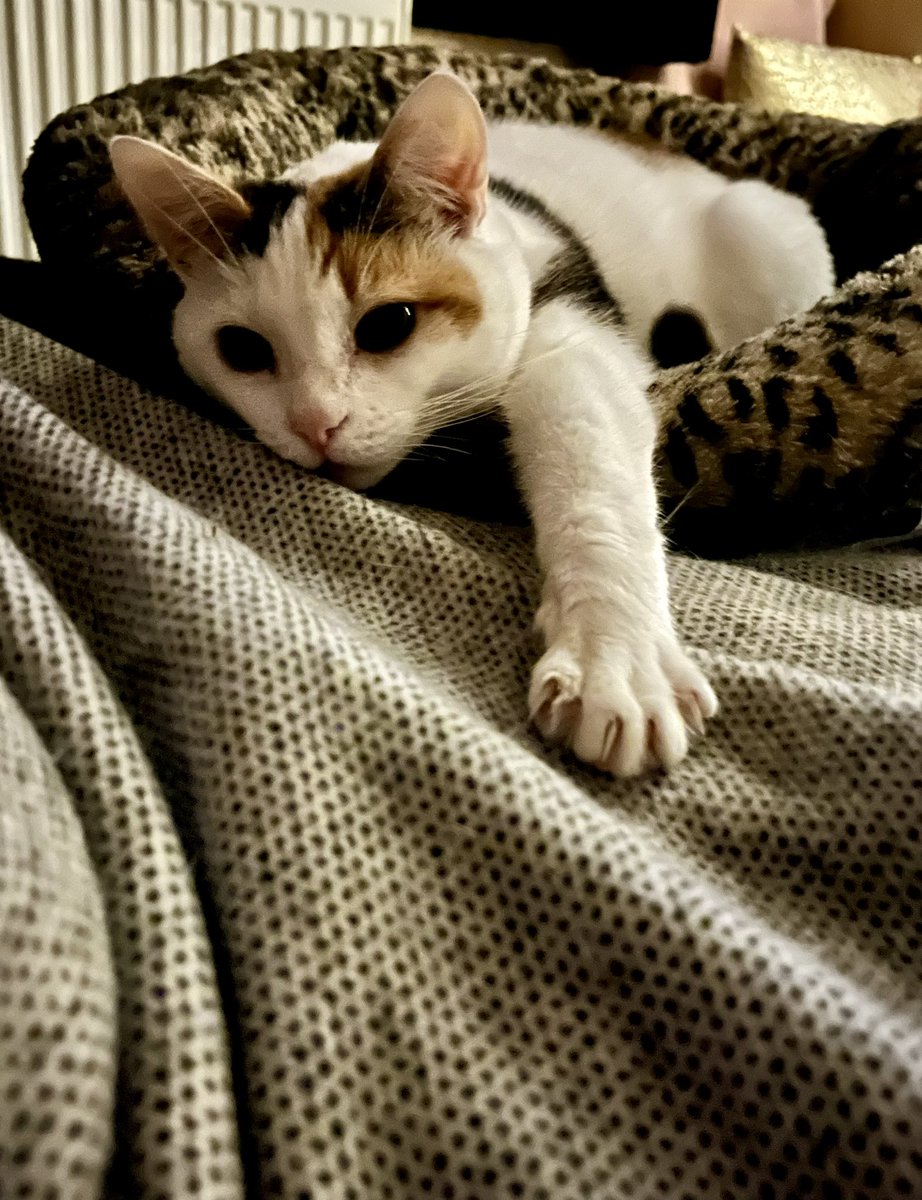 Pixie The Cat tweet media