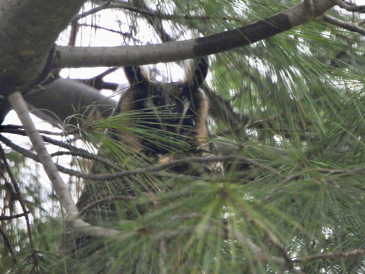 gigpalileo tweet media