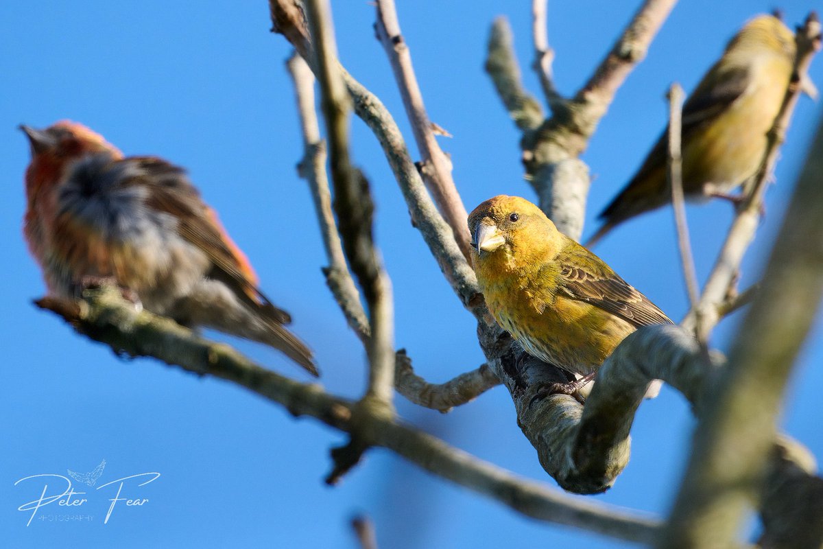 Computashack's tweet photo. Lots of crossbills enjoying the sunshine today https://t.co/KJUiUKSKio