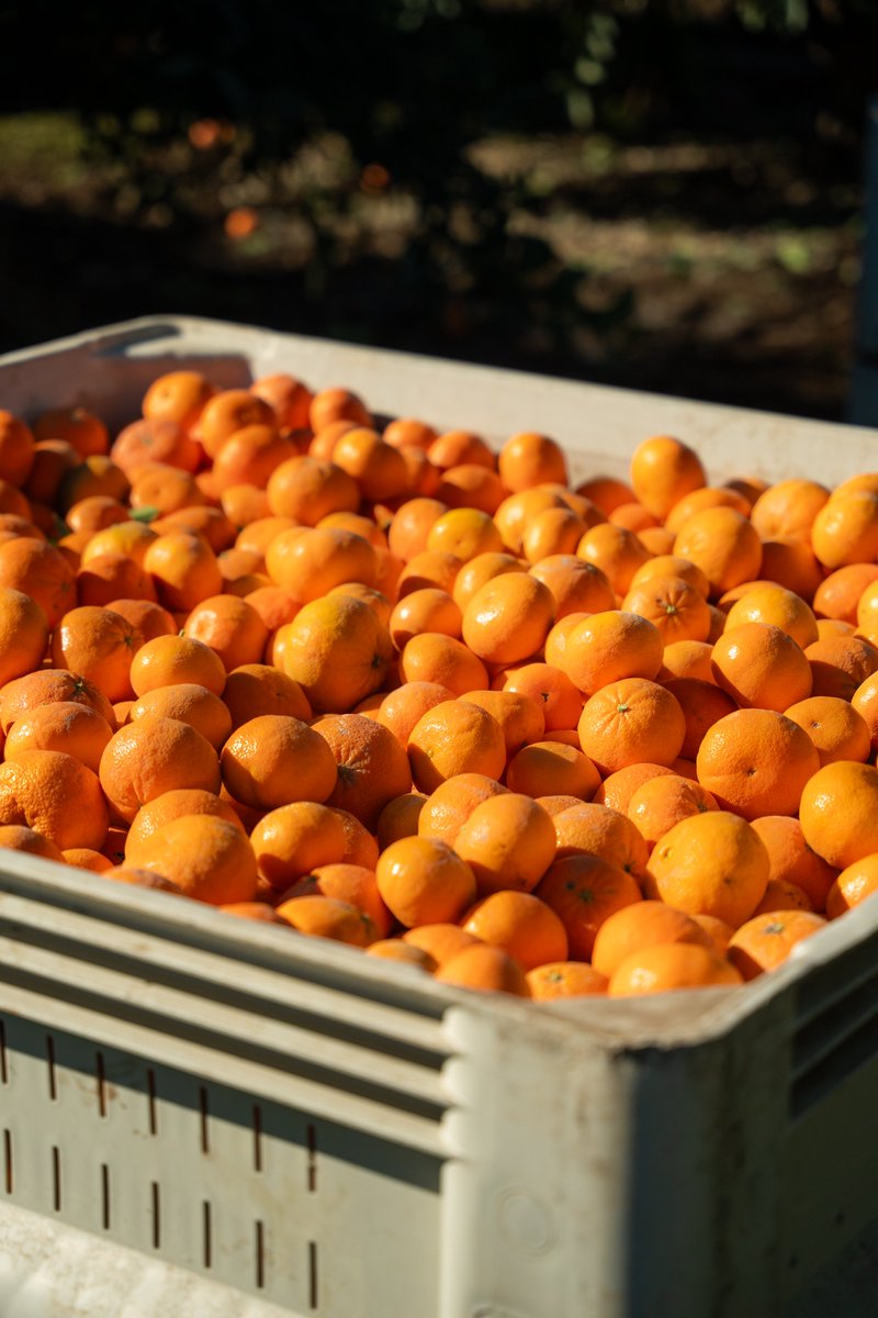 Buck Brand Citrus tweet media