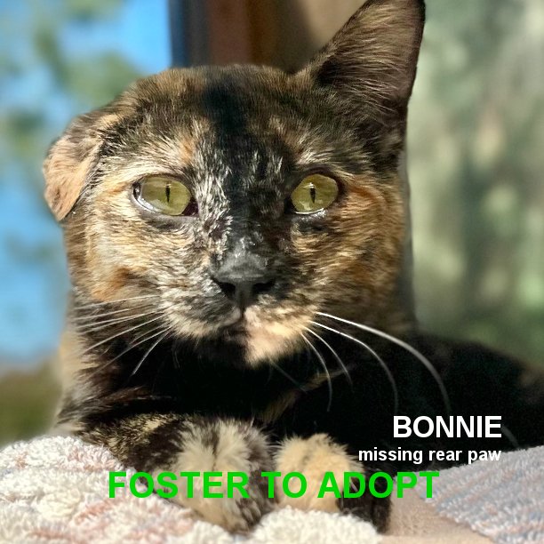 BIG DAY FOR BONNIE! Bonnie is going to her (hopefully) new home today with Melissa, who fell in love with Bonnie the moment she saw her. Bonnie will have a new feline sister, Arya (who Melissa adopted from SNAP Cats in 2019), to hang around and play with. #snapcats #tortiecats