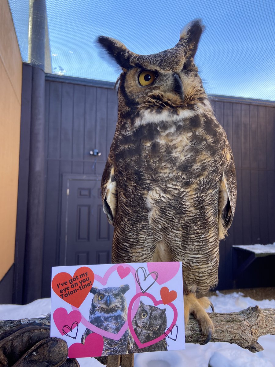 Great Horned Owl, Owlice, is featured on a Talon-tine with Buster, an eastern screech owl and they have their "eye on you." You may have recently seen them in our Instagram reel about our One-Eyed Crew. 

Buy "punny" Talon-tines and support a great cause! eagles.org/talon-tines/