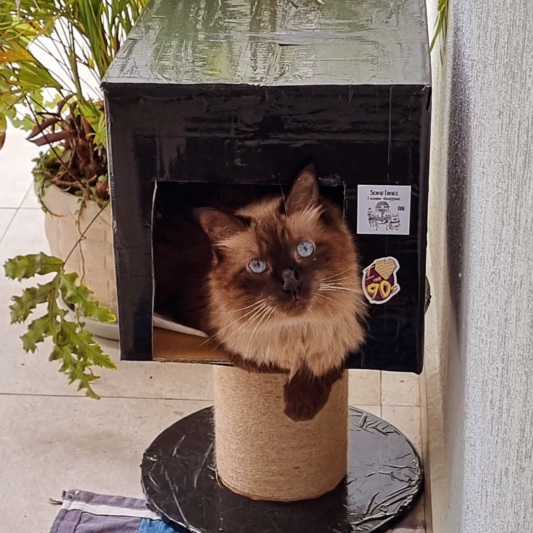 #gato #cat #kitten #love