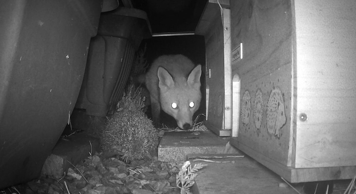 Gardenwatch: Hedgehog & Fox - Look who I found in the garden! notesoflife.uk/2024/01/garden…

#blog #gardenwatch #nature #foxes #hedgehogs #gardenblog