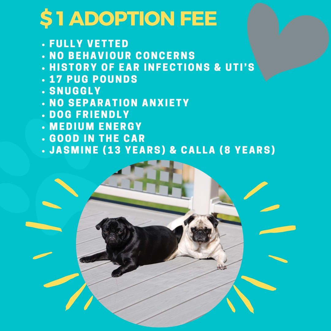 Adopt a senior pug pair via #Toronto 's mattiesplace.ca  facebook.com/MattiesPlaceTo… #LdnOnt #MiddlesexCounty #OxfordCounty #ElginCounty #StThomas #sttont #stthomasproud #lambtonshores #grandbend #portstanley #StThomasOn