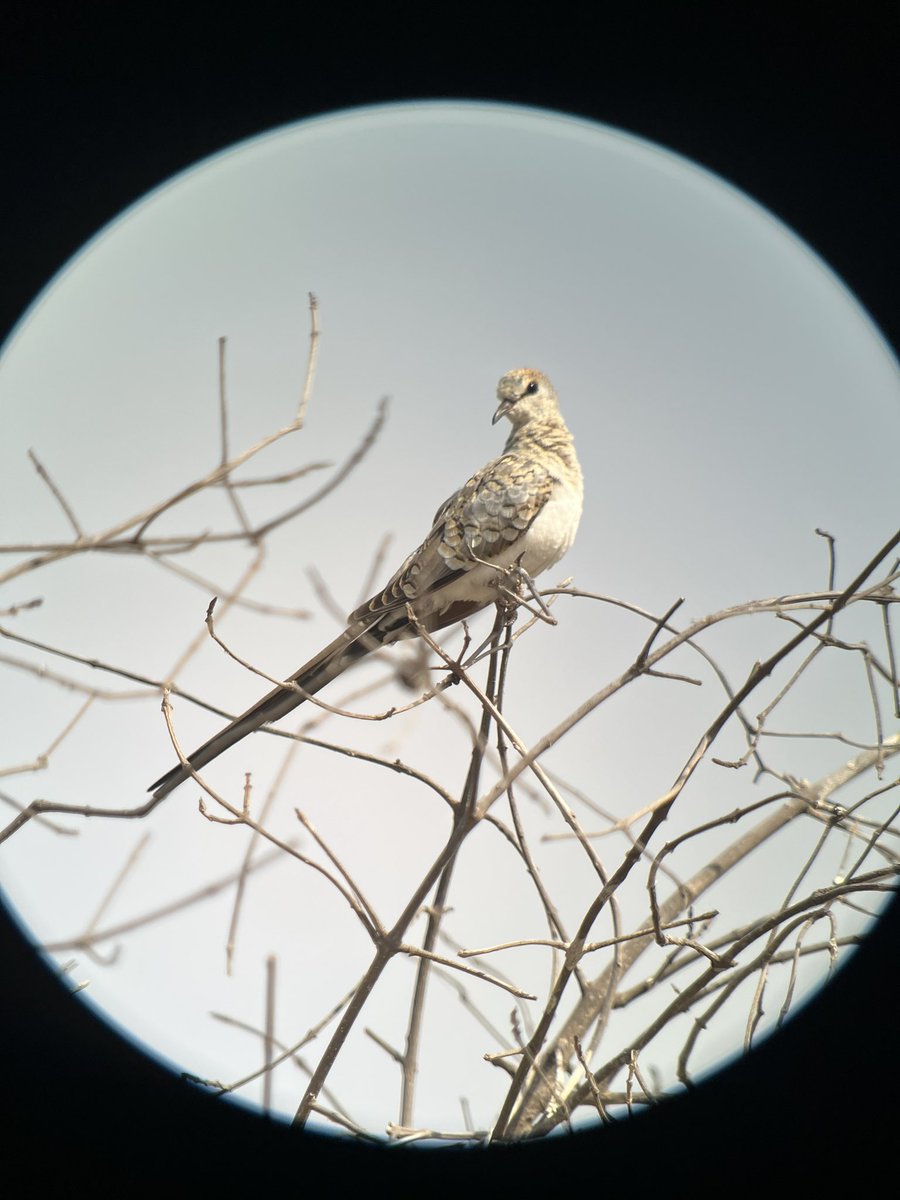 We had an amazing time birding in The Gambia!  Listen to our podcast episode all about it: tinyurl.com/5n8nbhec

#thegambia #birding #podcast