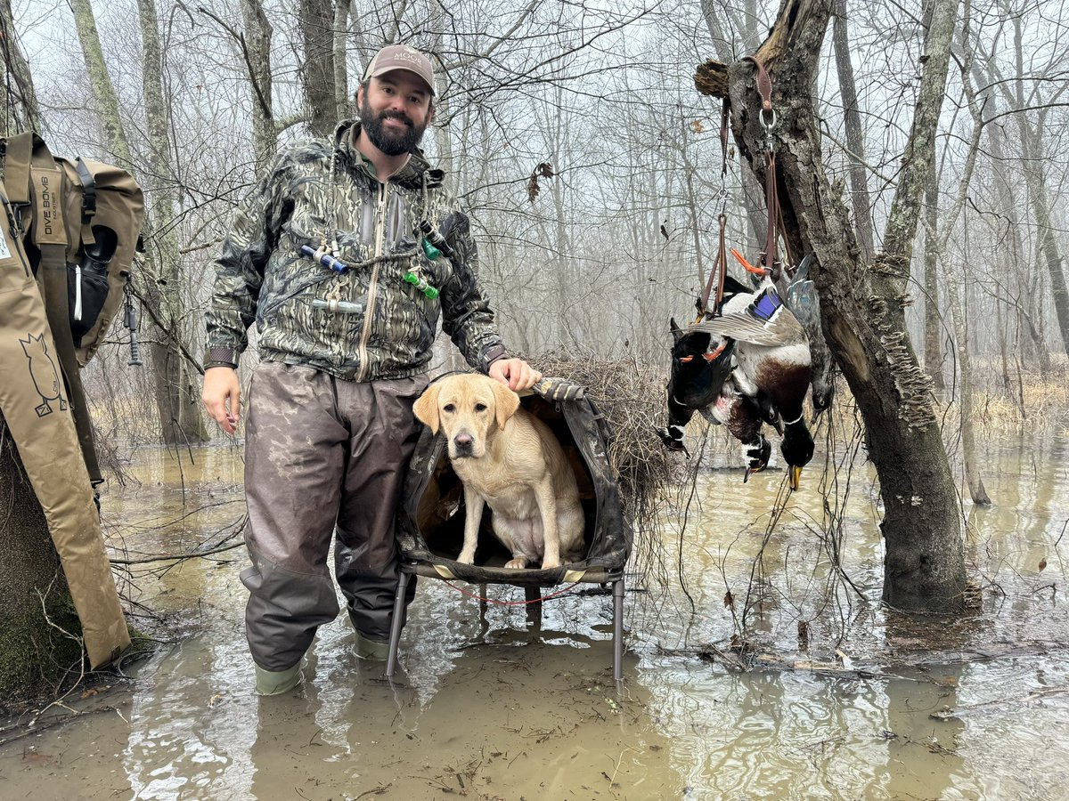 Lap dog starting to get the hang of things now