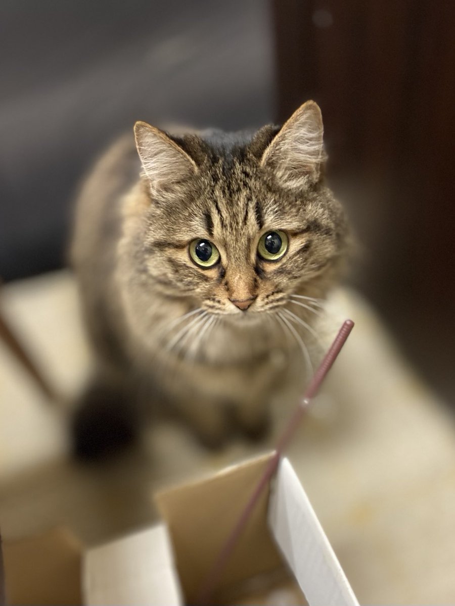 ねこ好き 楽天市場】【新作追加】ねこ肯定感 抱きまくら Lサイズ L (みけ