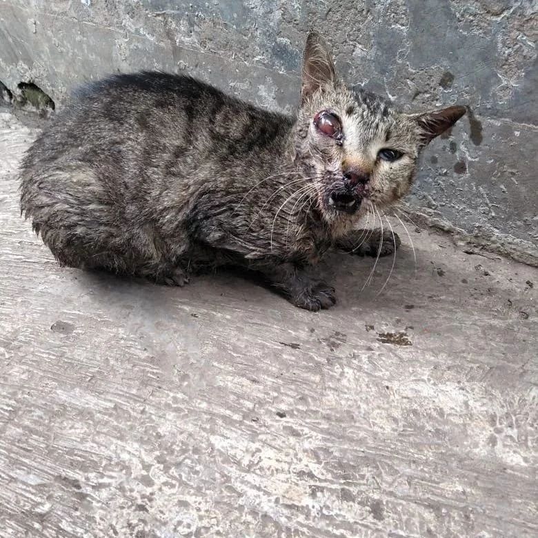 NEW RESCUE ALERT 🚨
A hit car victim need help from us. This morning I opened my inbox and found a call for help from a friend. She said that there was a cat in bad condition because of hit and run 💔💔the cat is really in the worst level of condition.

DONATE VIA LINK INBIO 😣🙏