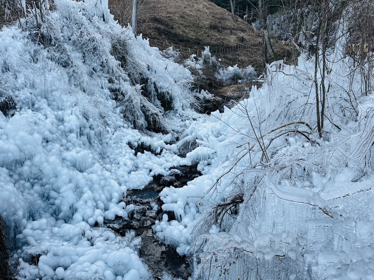 yokozekanko's tweet photo. 本日（1/27）あしがくぼの氷柱は
横瀬町寺坂棚田で採れた、黒米のプレゼントがございます。
無くなり次第終了ですので、
お早めにご来場ください。
今日も繊細な透明度の高い氷柱がかご鑑賞いただけます。
https://t.co/dXpJ837CGM https://t.co/Z0DlSBkMa2
