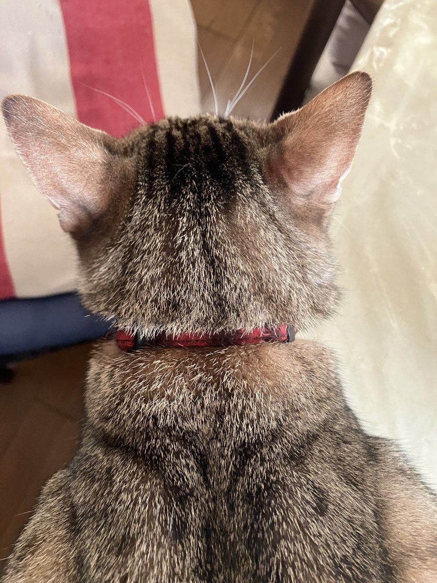 fwij0691feb18's tweet photo. おはようございます

レオナルド3歳
白キジ
タキシード
白ソックス

とても気がちっちゃいのですぐ逃げちゃいます

もしかしたら首輪ははずれているかもです

体重は約5キロ

高崎市棟高
ピザーラさん東側のエリアにいると思います
#群馬
#高崎
#猫
#迷い猫
#拡散希望
#棟高
#群馬町 https://t.co/OrfWLgzweV