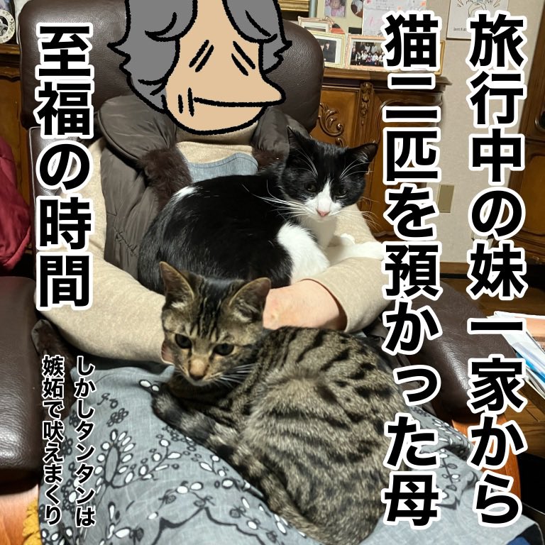 猫のいる生活は良い(犬のいる生活も良い)