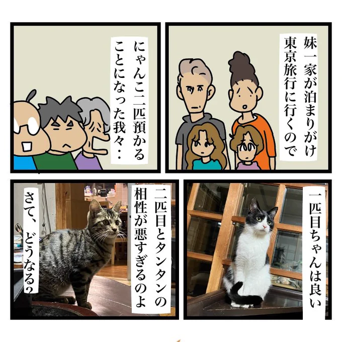 猫のいる生活は良い(犬のいる生活も良い)