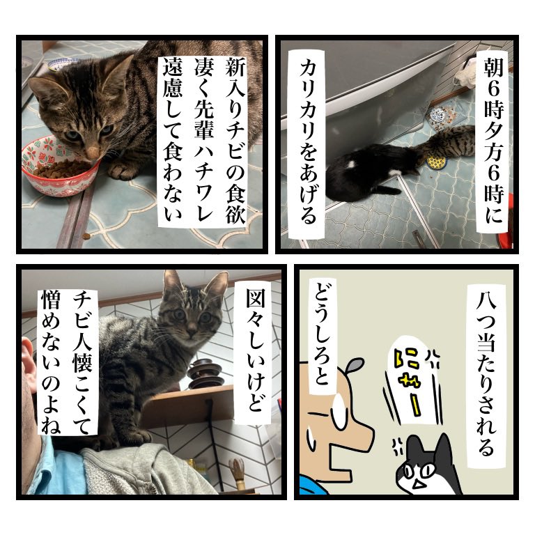 猫のいる生活は良い(犬のいる生活も良い)