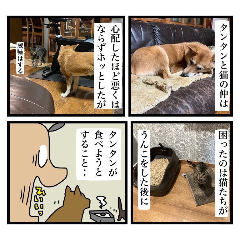 猫のいる生活は良い(犬のいる生活も良い)