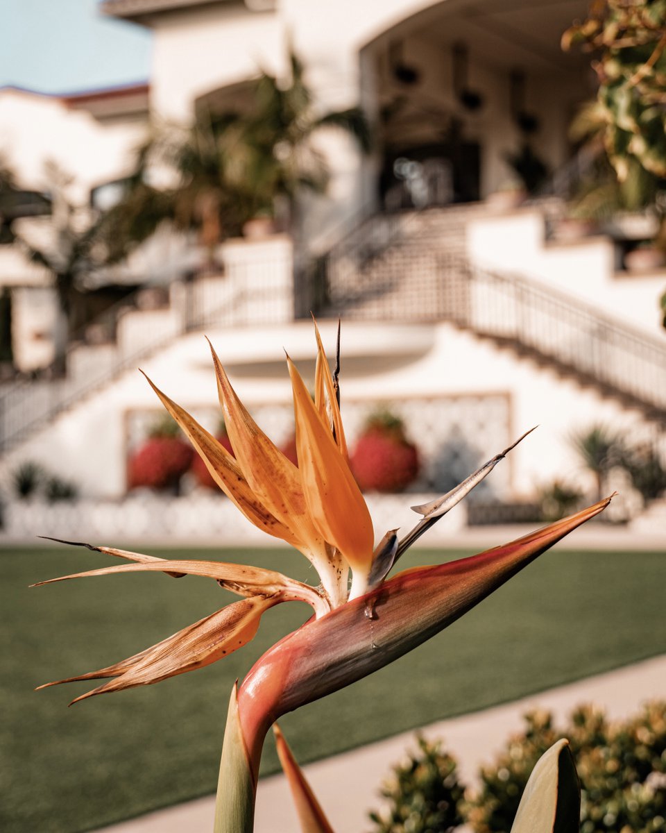 The Strelitzia Reginae flower, also referred to as the 'Bird of Paradise,' can be found throughout our resort 💐 . . . @myexploristalife