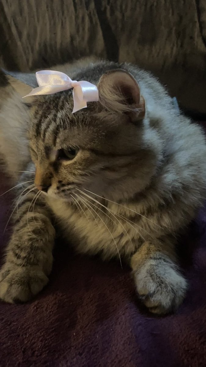 val_samee's tweet photo. Si yo fuera un gato sería chokis https://t.co/0BdTe1kA7s