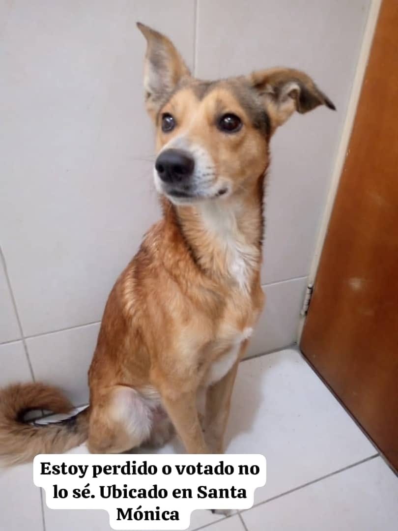 Está resguardado por ahora en Santa Mónica. Urge sacarlo del apartamento ya que sus padres no lo aceptan. Por favor ayudemos a buscarle un hogar temporal o definitivo a este perrito que no se sabe si está perdido o abandonado. Contacto 0412 718 71 17. Caracas. Caso de terceros